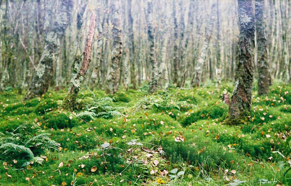 Glendalough, Leica M2, Sonnar